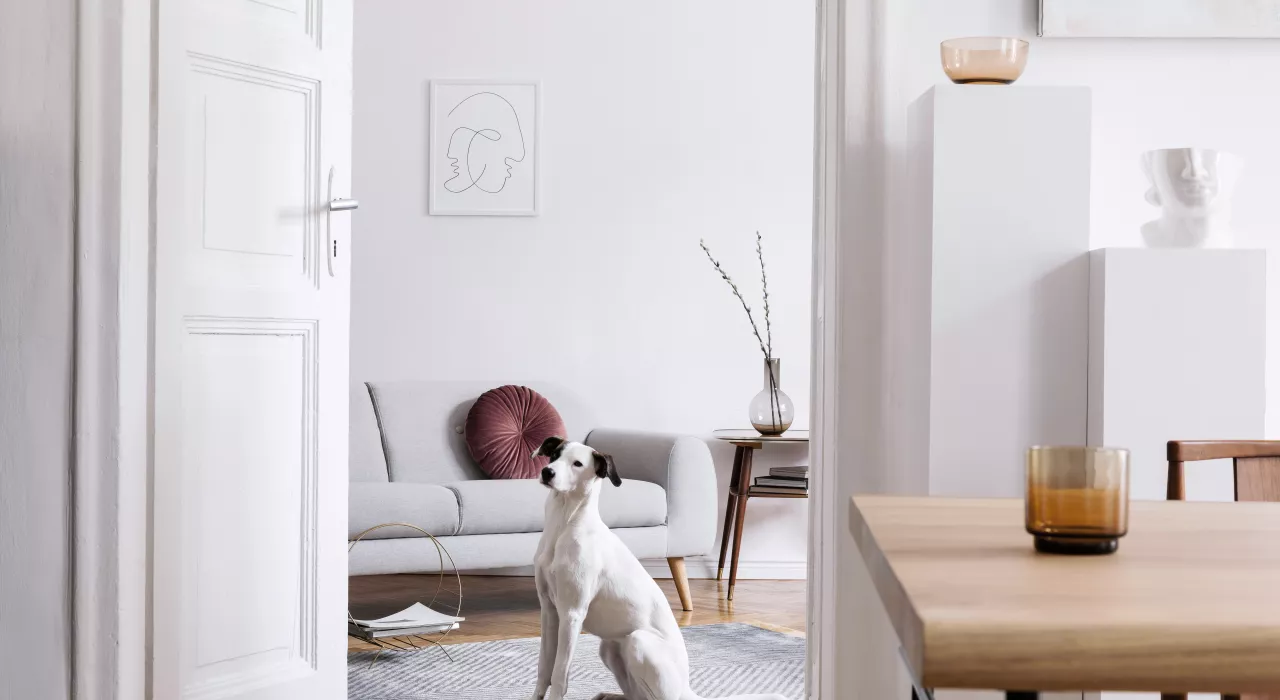 aptitudini de locuire