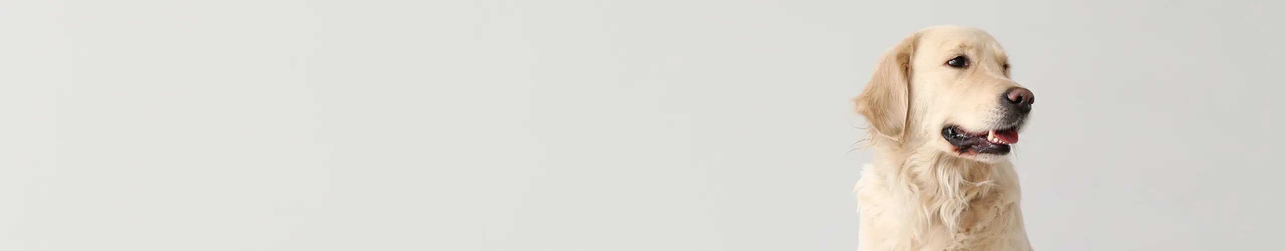 Licensing of potentially dangerous dogs