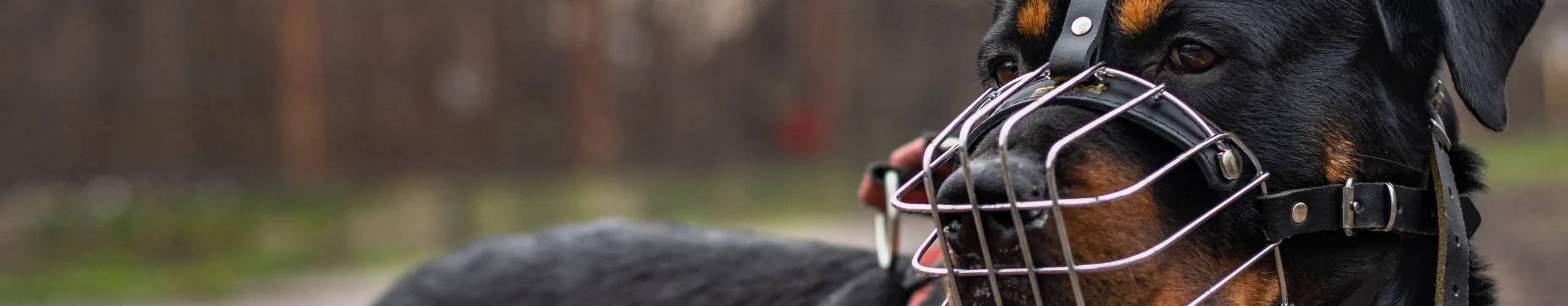 Permis de chien potentiellement dangereux