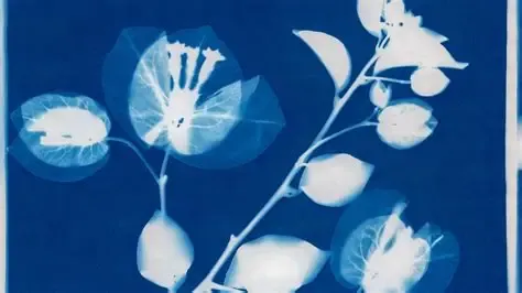 cinatopia